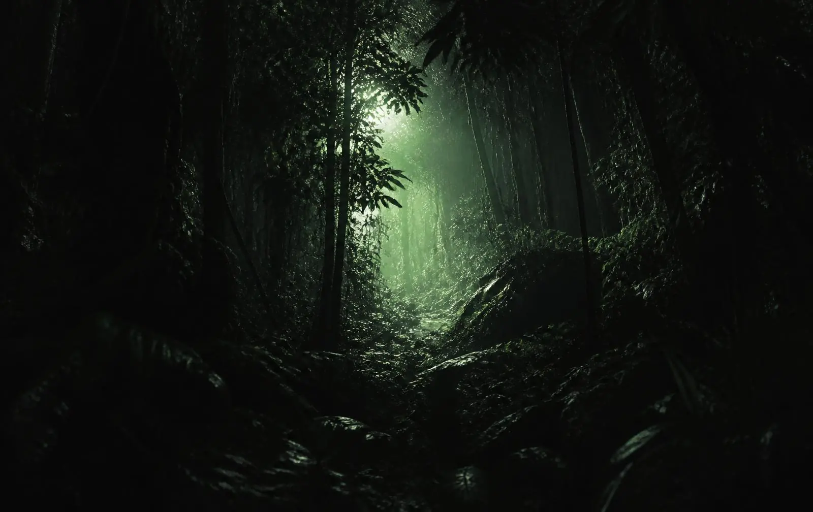 A shaft of light through dense night jungle